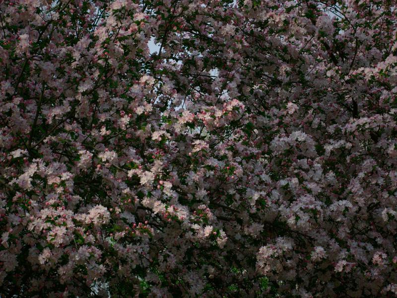 经贸后花园